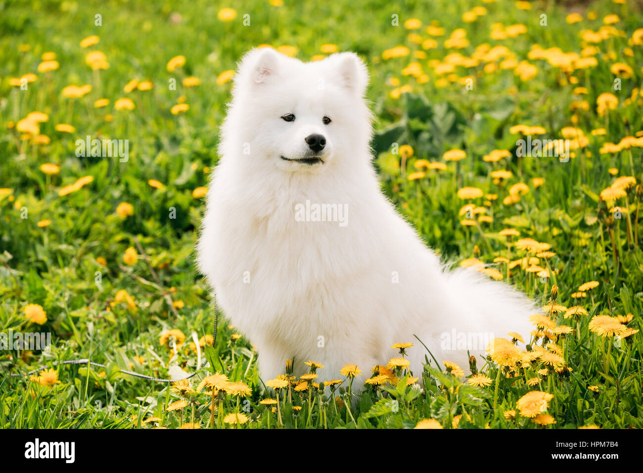 Lustige junge glücklich lächelnd weißen Samojeden Hund oder Bjelkier, Sammy Sit Outdoor im grünen Frühlingswiese mit gelben Blüten. Spielerische Pet im Freien. Stockfoto