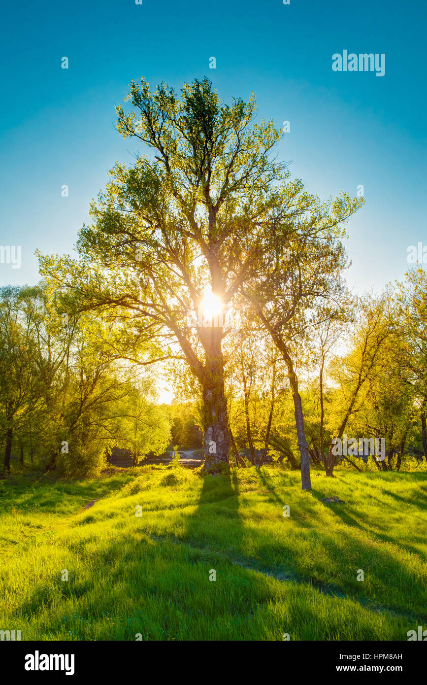 Sonne durch Branchen- und Laub der einsamen Eiche im Frühling. Laubwald-Sommer-Natur In sonniger Tag. Sonnenuntergang und Sonnenaufgangszeit. Stockfoto