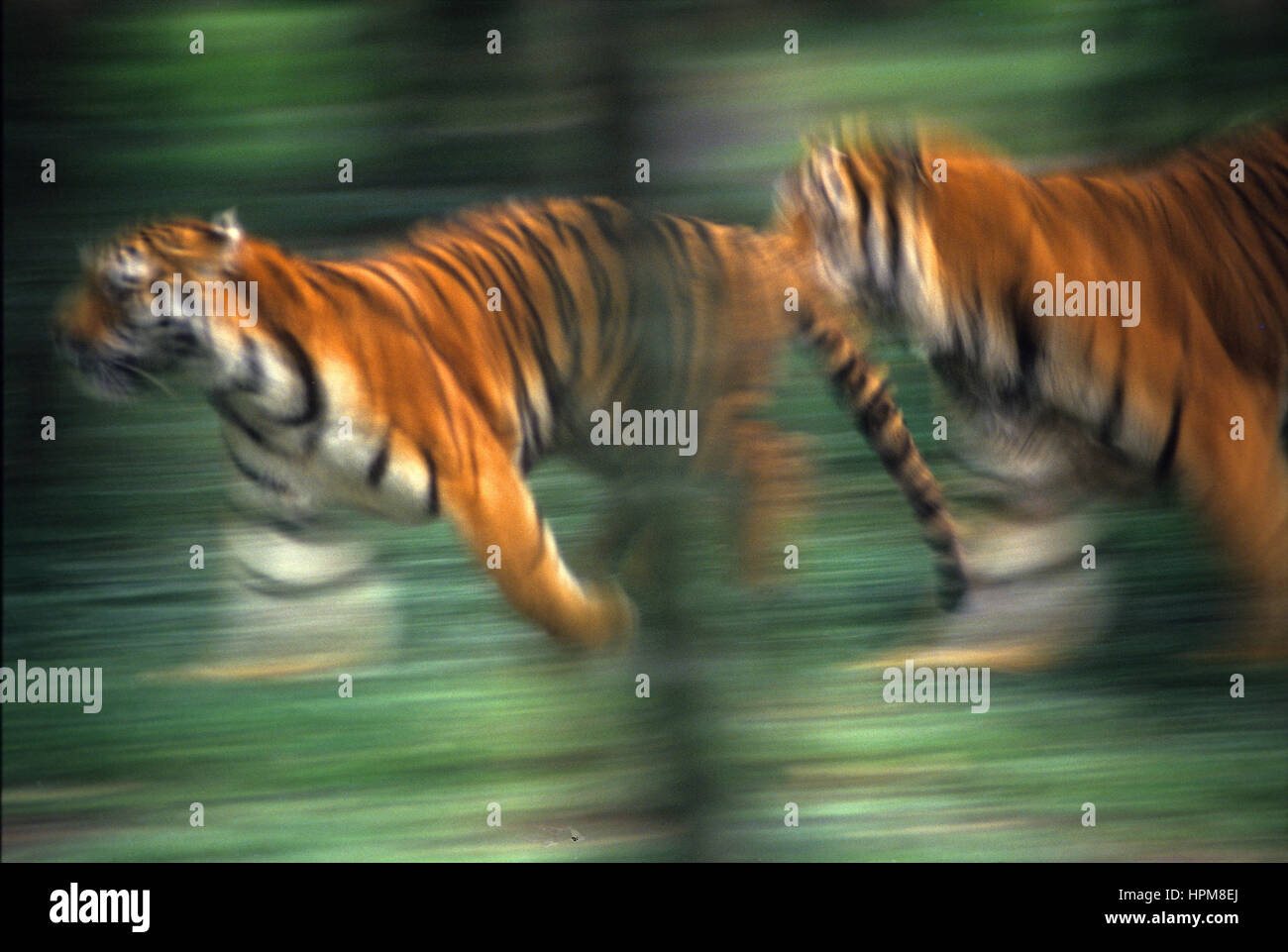 Tiger läuft, ist dies die größte Katze der Welt Stockfoto