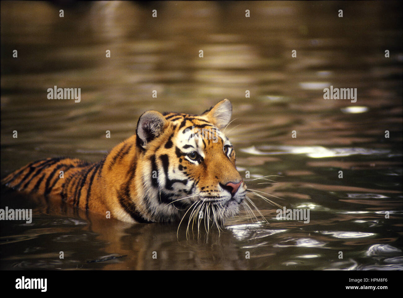 Tiger, die größte Katze der Welt Stockfoto