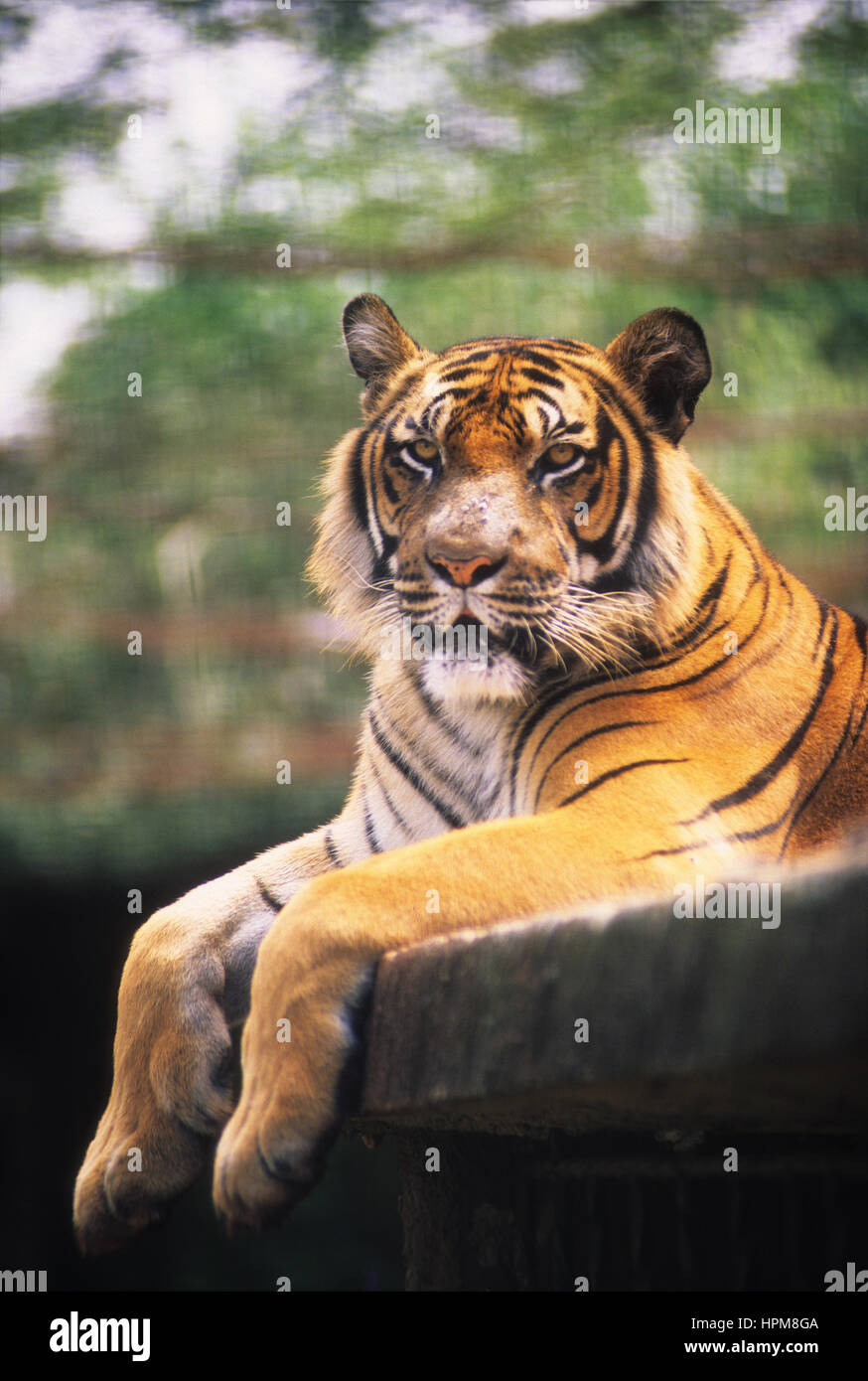 Tiger, die größte Katze der Welt Stockfoto
