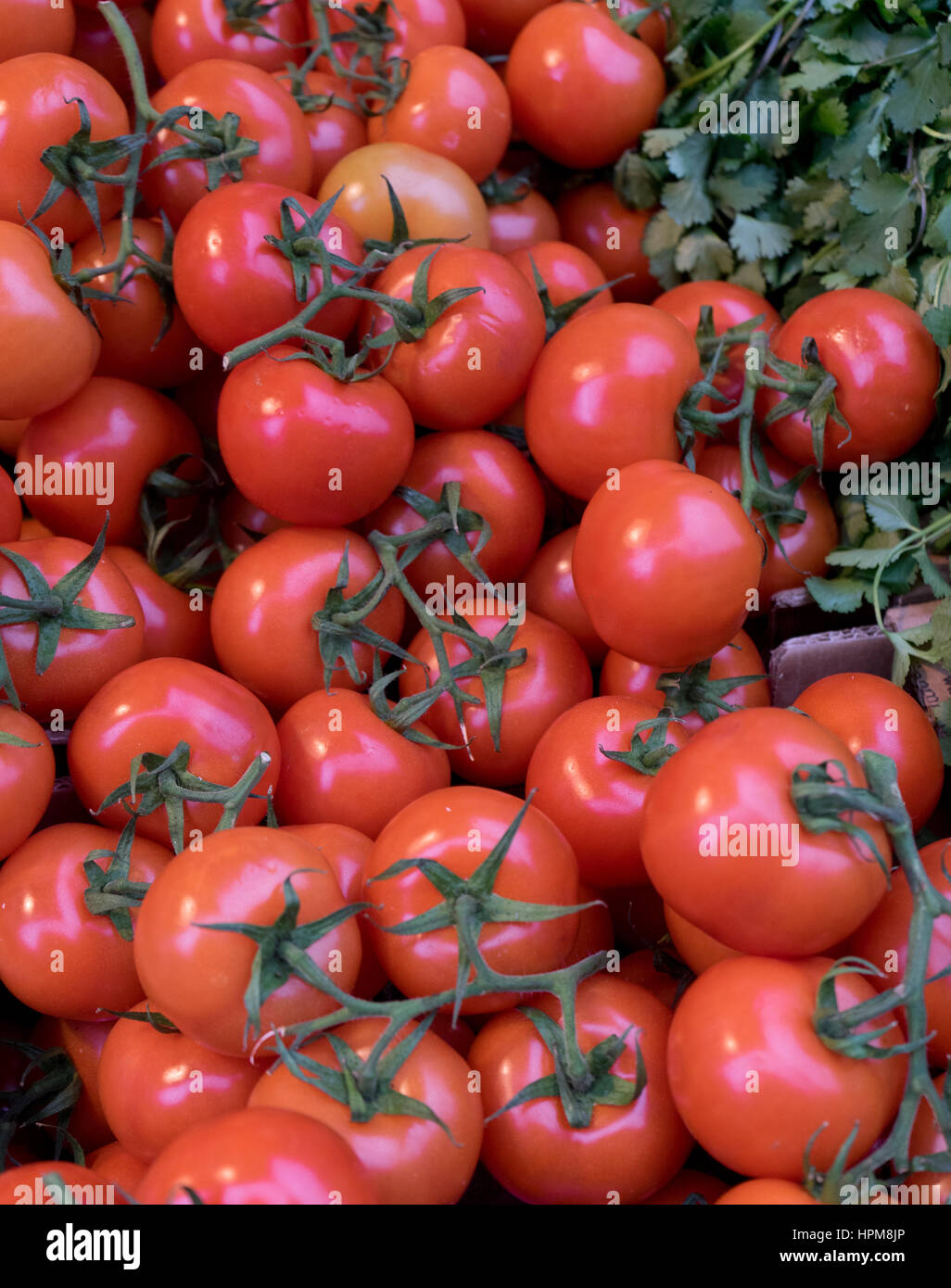 Tomaten auf Verkauf Stockfoto