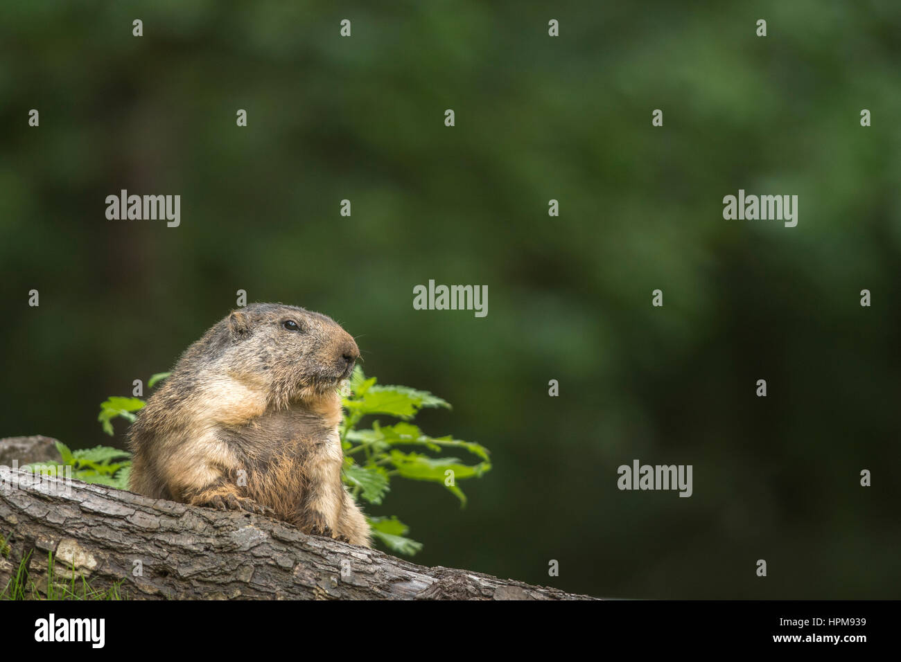 Alpine marmot Stockfoto