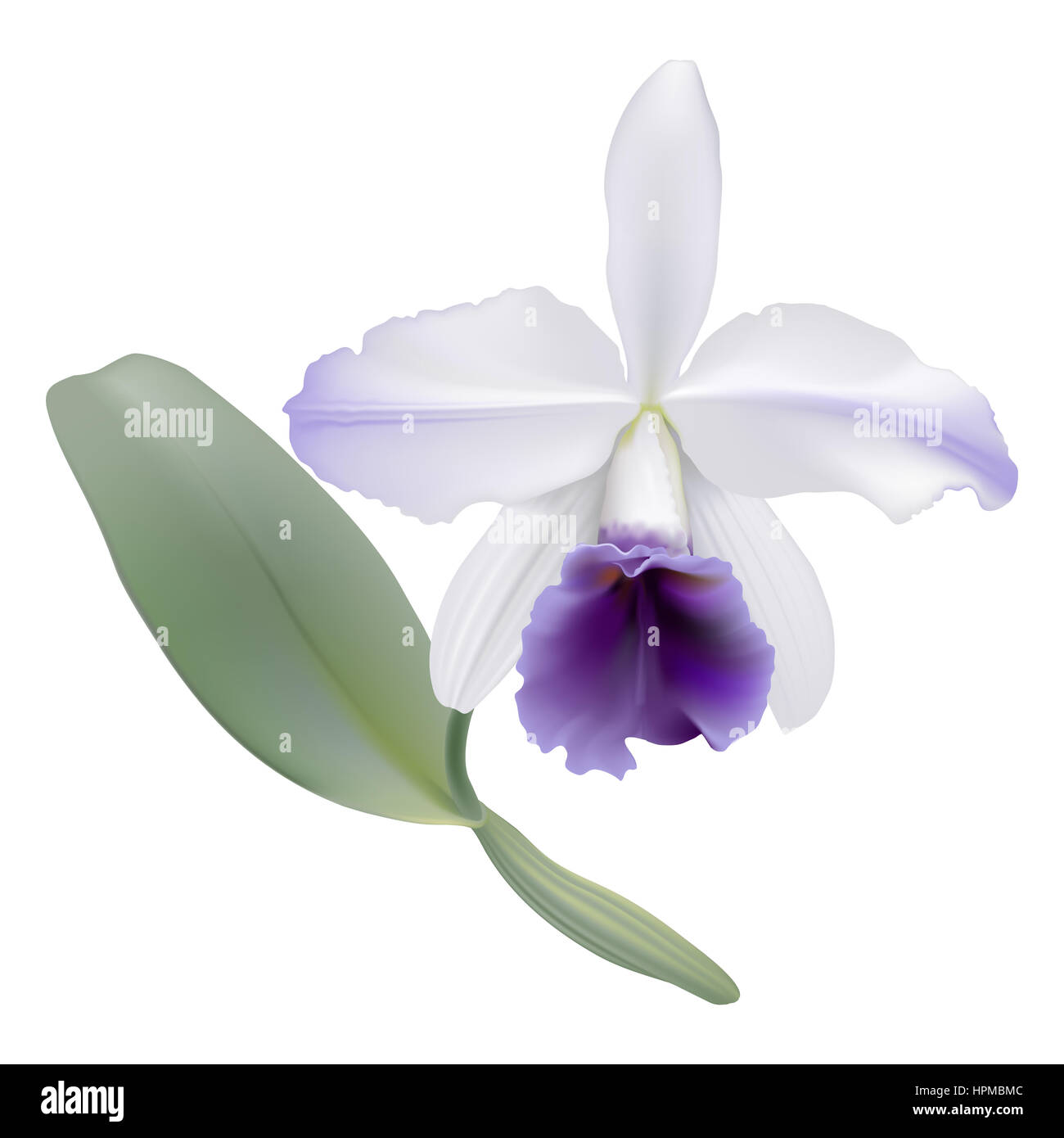 Orchidee.  Digitale Illustration eine tropische Orchidee Lc. Gaskell-Pumila "Azure Star", mit weißen Blütenblättern und lila Lippe auf weißem Hintergrund. Stockfoto