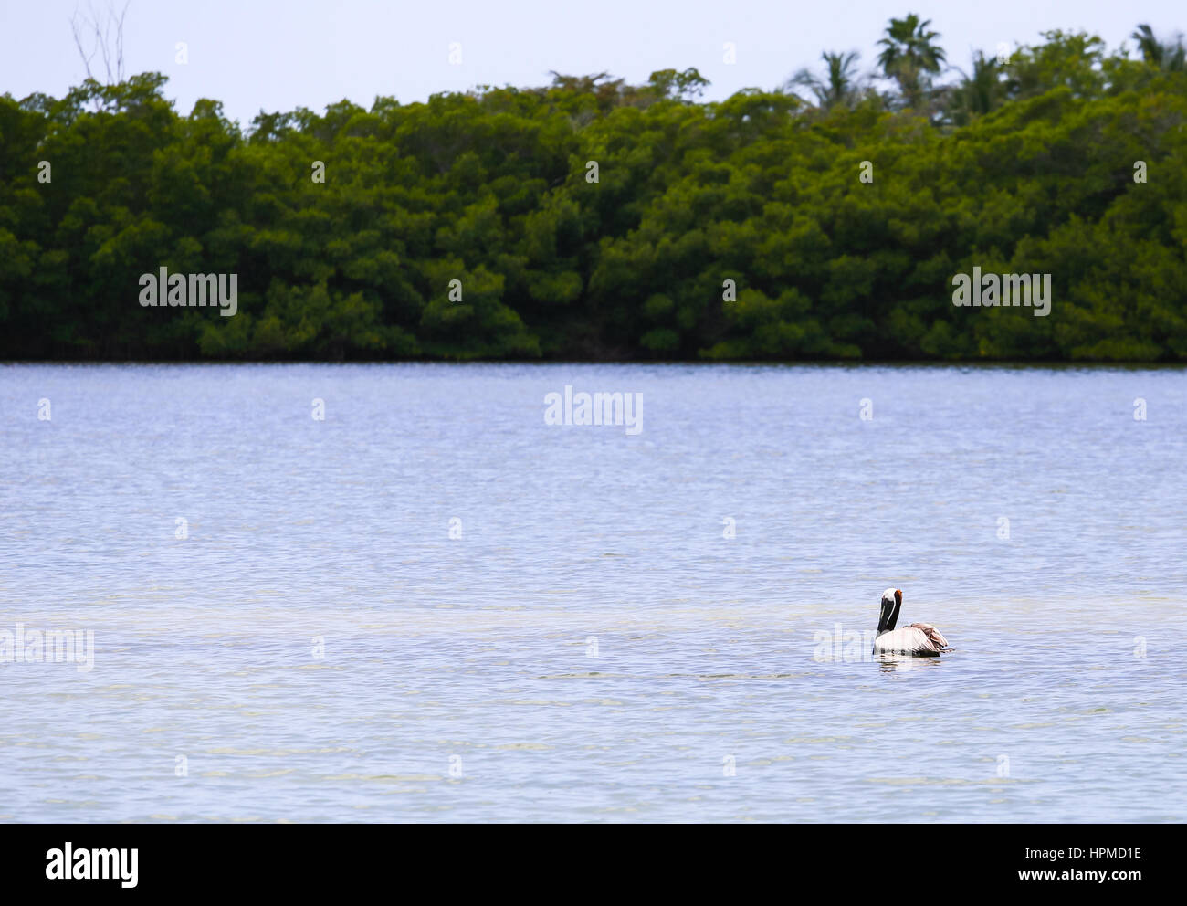 Fort Myers Beach, USA - 11. Mai 2015: Erwachsene Brown Pelican schwimmen in Estero Bay in der Nähe von Ufervegetation. Stockfoto