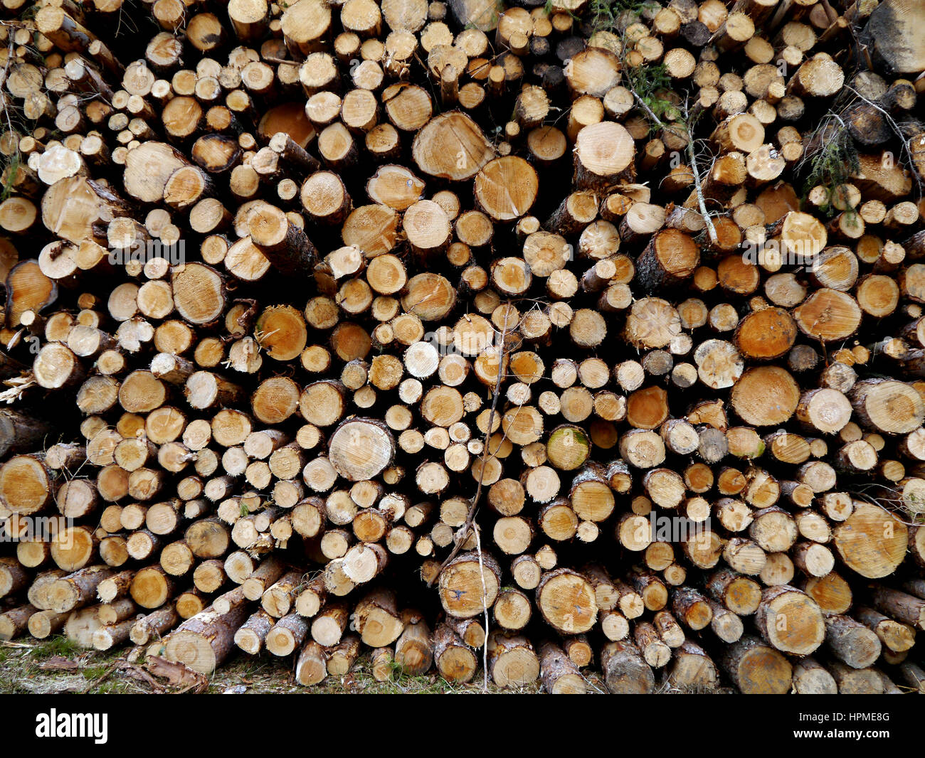 Holzstoß gesägt in Inshriach Wald auf dem Ost-Highland-Way in der Nähe von Kincraig Speyside in den schottischen Highlands, Schottland, Großbritannien. Stockfoto