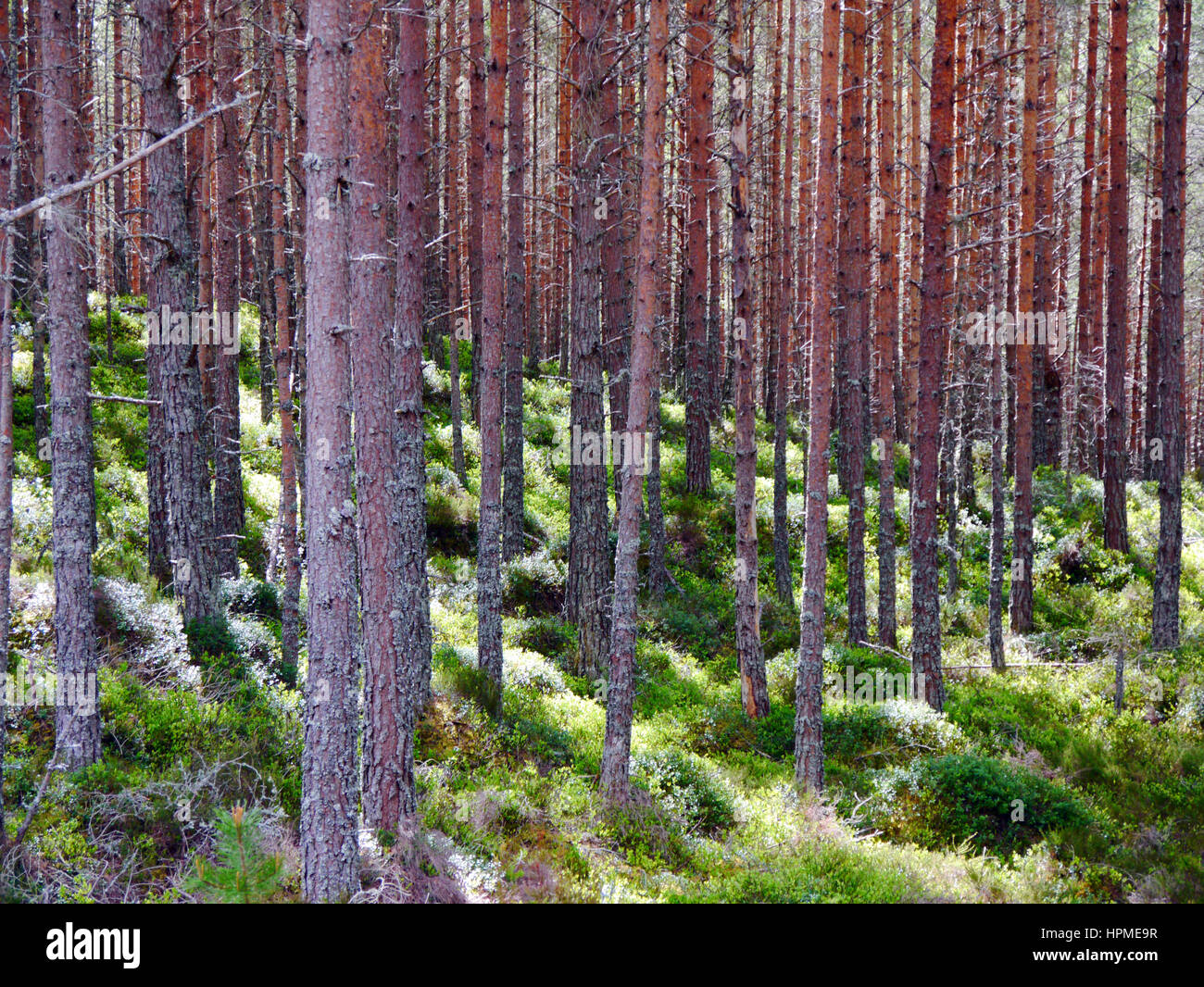 Inshriach Wald auf dem Ost-Highland-Way in der Nähe von Kincraig Speyside in den schottischen Highlands, Schottland, Großbritannien. Stockfoto