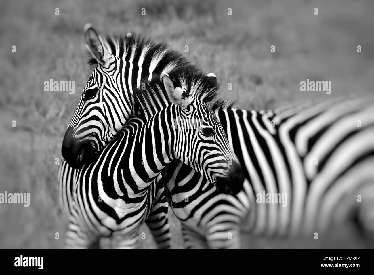 Porträt eines Zebras im Kruger Nationalpark in Südafrika Stockfoto