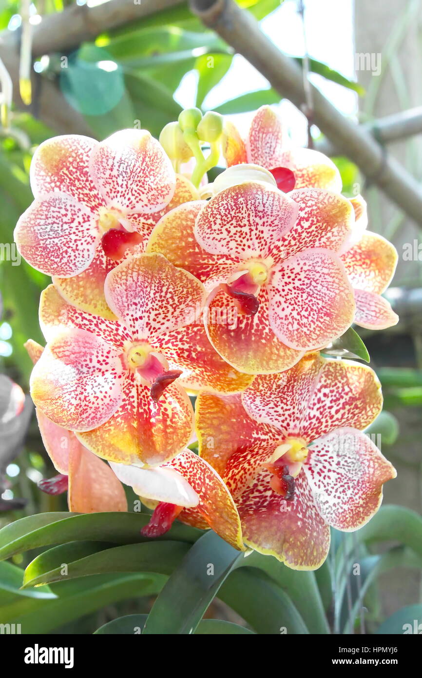 Thai Pink Orchid in der farm Stockfoto