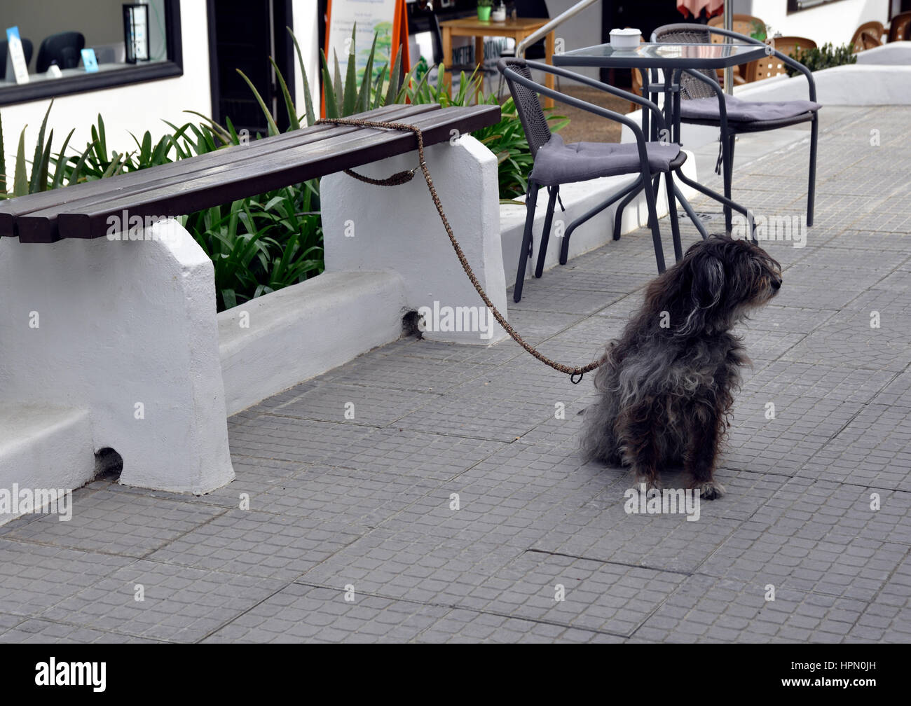Hund auf einen Tisch warten für seinen Meister, Bild von Puerto De La Cruz-Teneriffa-Spanien befestigt. Stockfoto