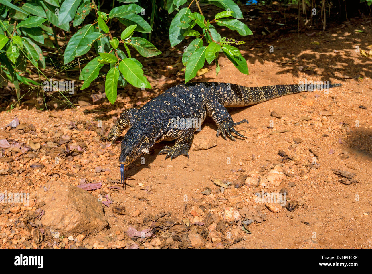 Wasser-Waran oder Varanus Salvator in wild Stockfoto