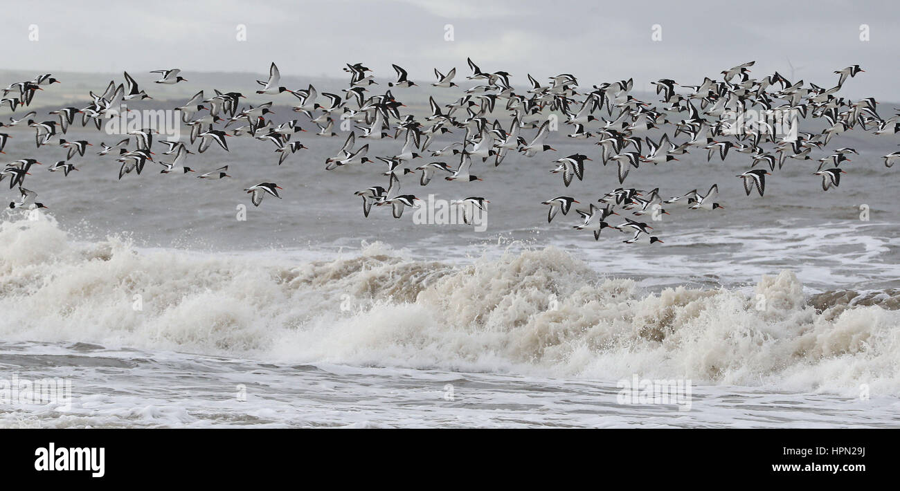 Austernfischer Seevögel fliegen über raue See am Alonby an der Westküste von Cumbria nach Sturm Doris fast 90 km/h auf dem Weg zum Teig Großbritannien erreicht. Stockfoto