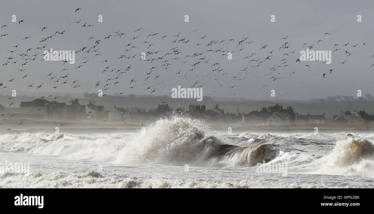 Austernfischer Seevögel fliegen über raue See am Alonby an der Westküste von Cumbria nach Sturm Doris fast 90 km/h auf dem Weg zum Teig Großbritannien erreicht. Stockfoto