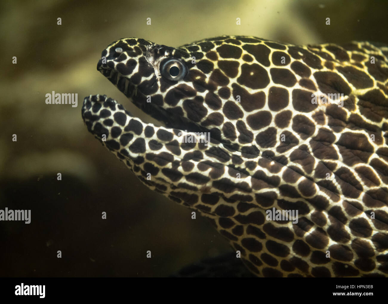 Geschnürte Muräne (Gymnothorax Favagineus) mit Mund öffnen. Fisch, aka die Leopard Moray, tesselieren Moray oder Honeycomb Moray in Familie Muraenidae Stockfoto