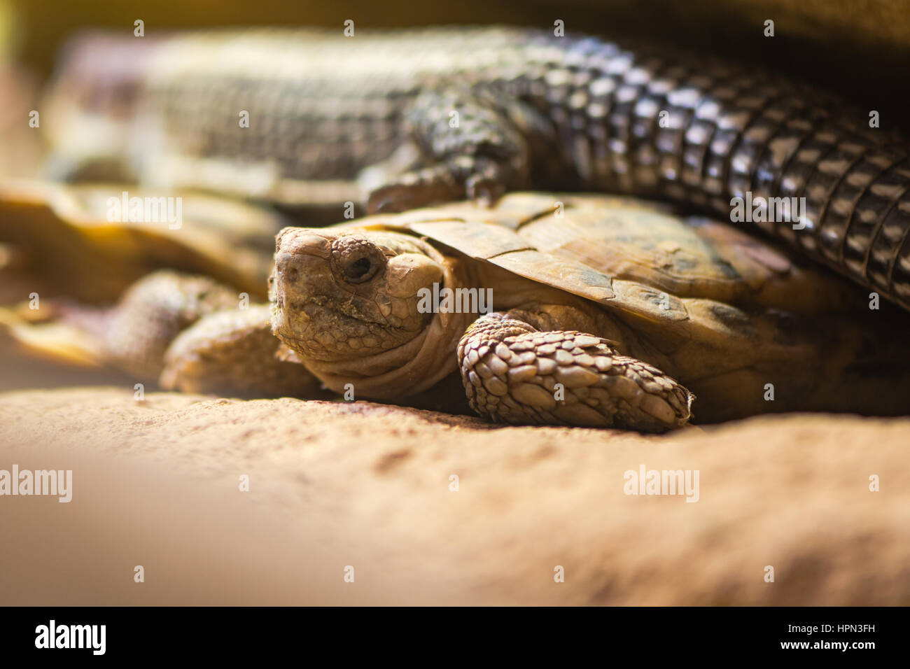 Afrikanische Pfannkuchen-Schildkröte (Malacochersus Tornieri). Wohnung-schalig Schildkröte in der Familie Eischwiele, stammt aus Tansania und Kenia Stockfoto