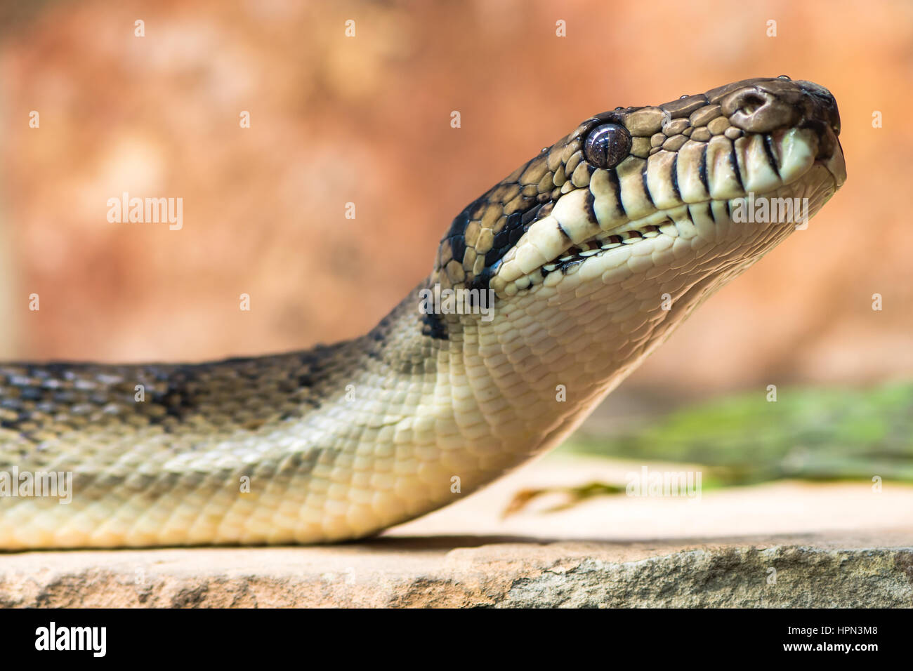 Python Kopf Form Python schlangenkopf -Fotos und -Bildmaterial in hoher Auflösung – Alamy