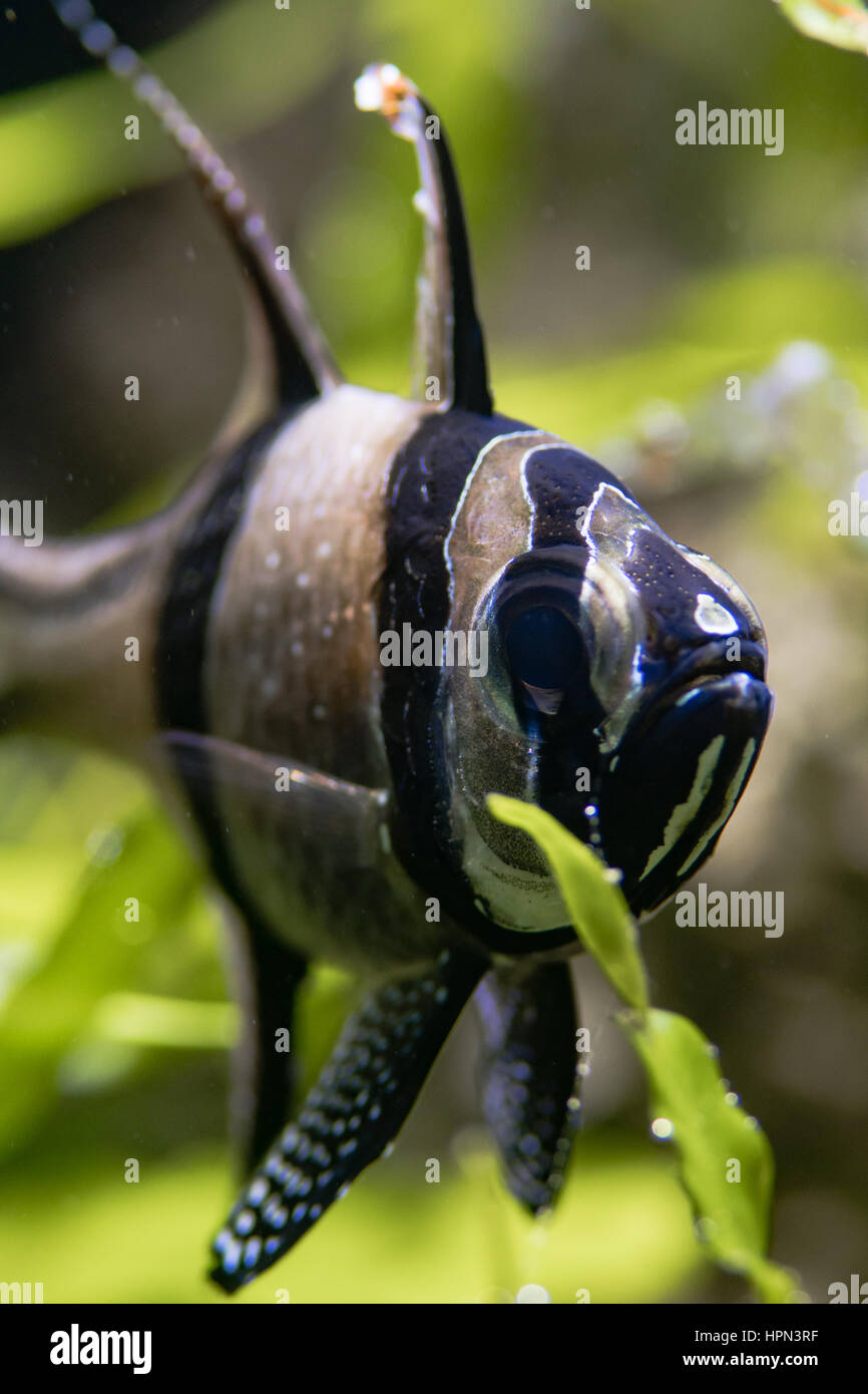 Banggai Kardinal Fische (Pterapogon Kauderni). Kleine vom Aussterben bedrohten tropischen Kardinalbarschen in der Familie Apogonidae im tropischen Meerwasseraquarium unter Unkraut Stockfoto