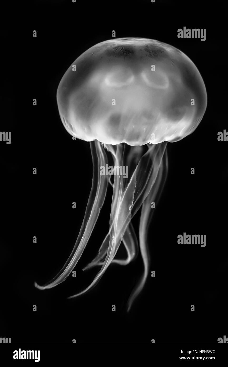 Mond Qualle (Aurelia Golden) schwarz / weiß. Medusen Schwimmen im Aquarium-Beleuchtung, in der Familie Ulmaridae Stockfoto