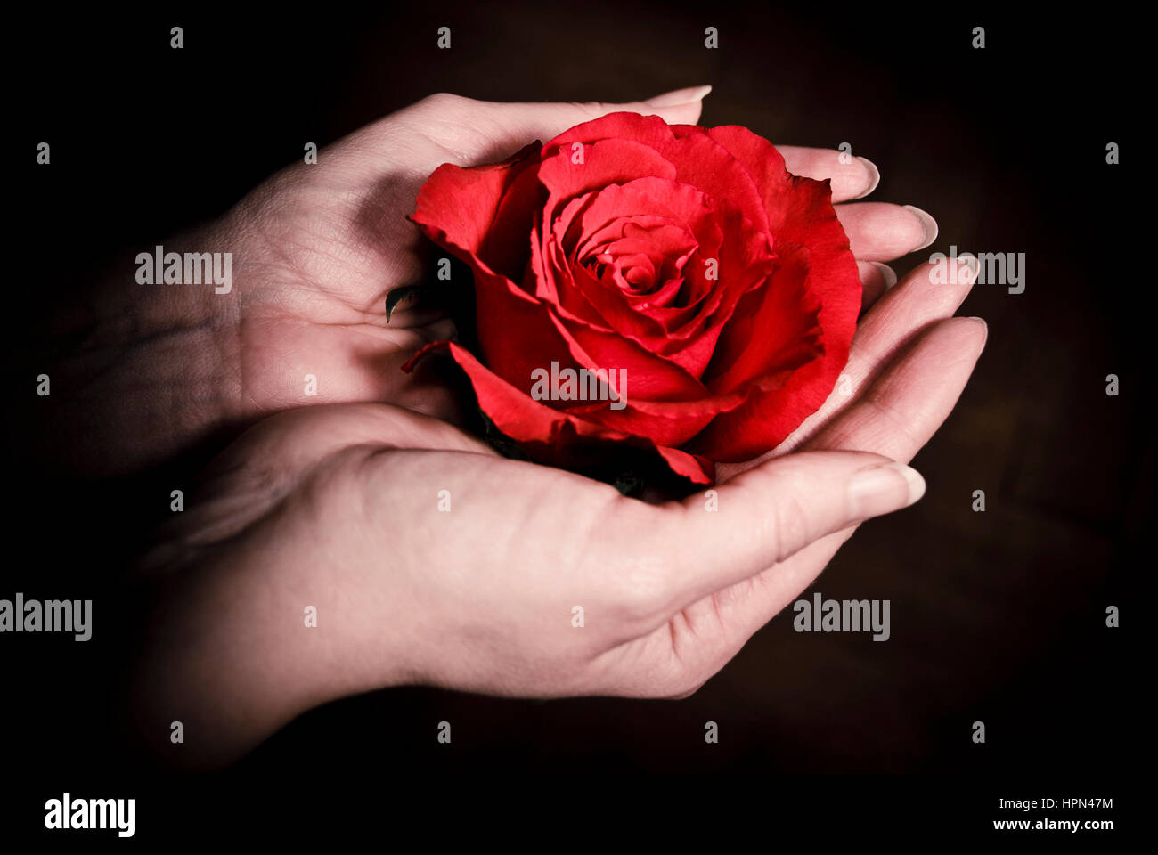 weibliche Hände halten eine rote Rose, Weiblichkeit, Liebe und Leidenschaft-Konzept Stockfoto