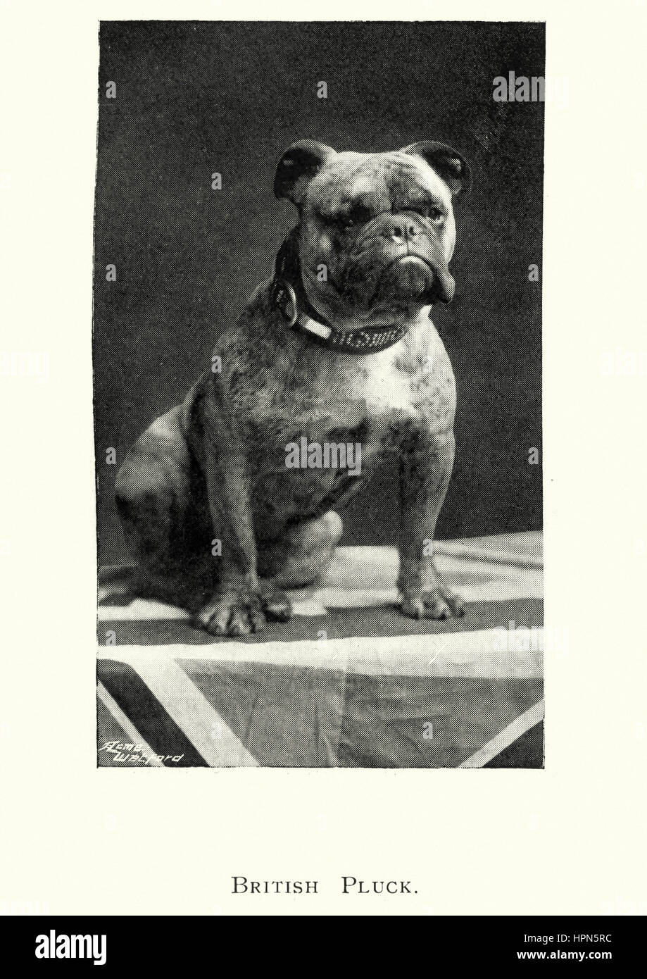 Edwardian Bild eine britische Bulldogge, 1913 Stockfoto