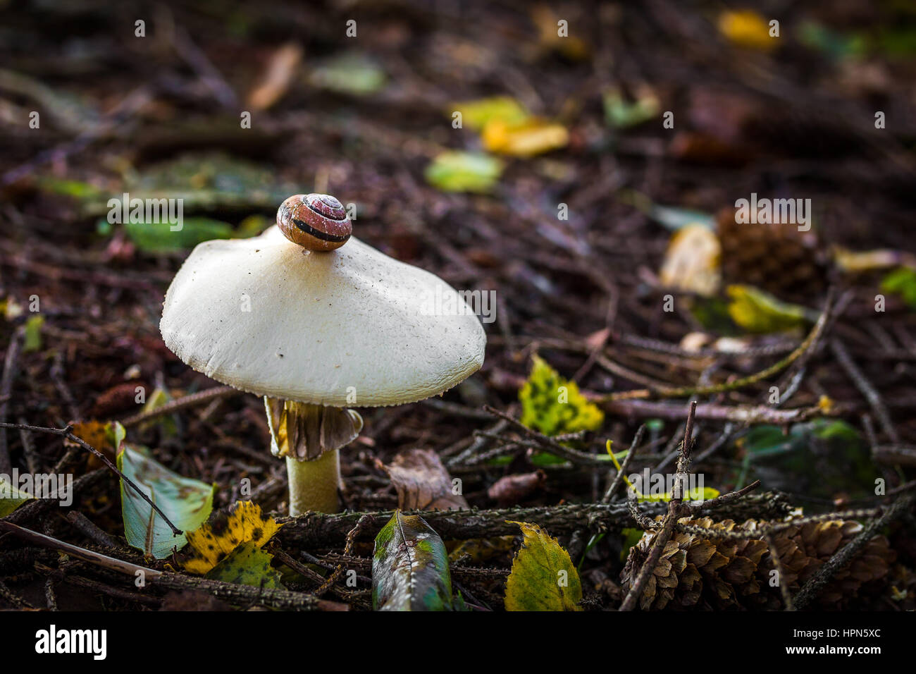 Schnecke auf einen Pilz im Wald Stockfoto