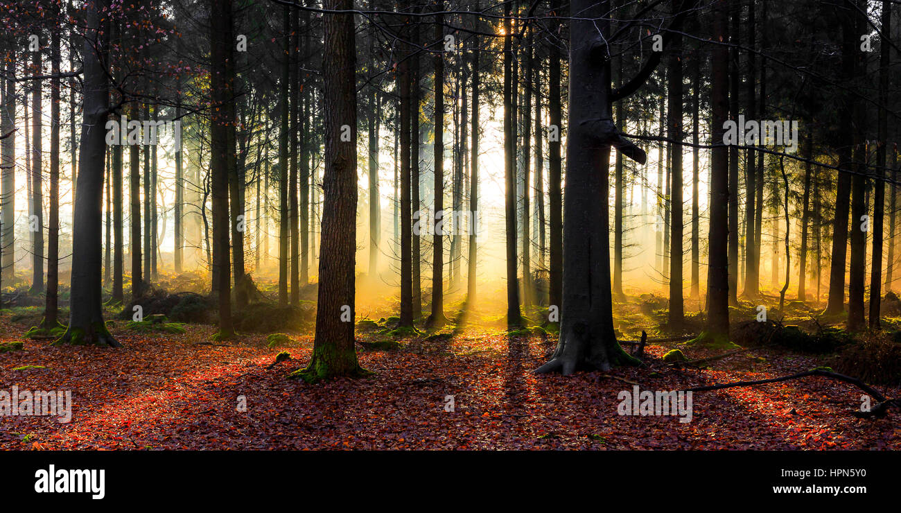 Morgen-Stimmung in einem Wald zwischen Friedeburg und Wittmund Stockfoto