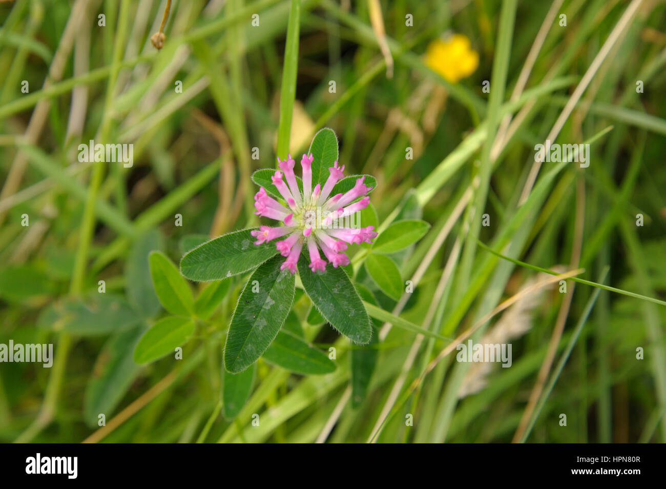 Zick-Zack-Klee, Trifolium Medium Blume-Kopf Stockfoto