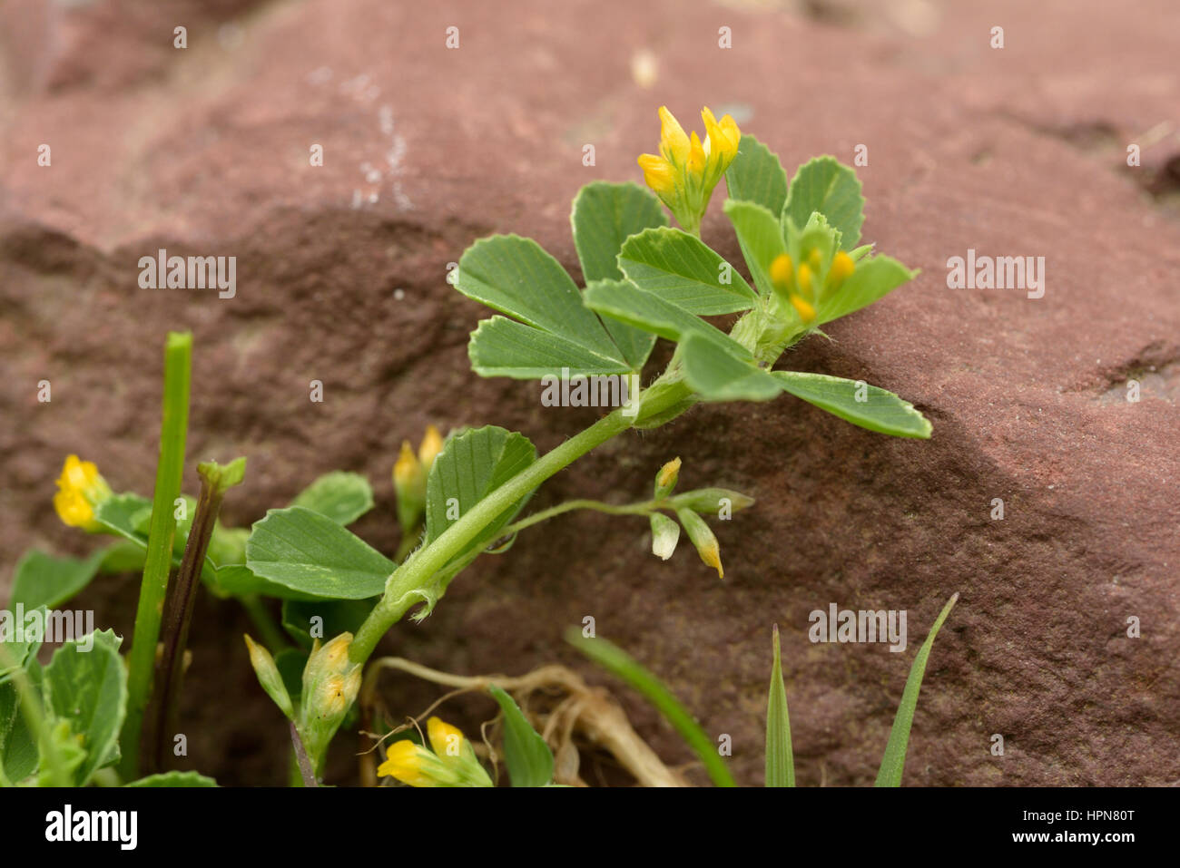 Schlanke Trefoil, Trifolium micranthum Stockfoto