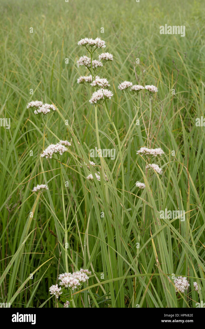 Gemeinsamen Baldrian, Valeriana Officinalis im Schilf am Llangorse Stockfoto