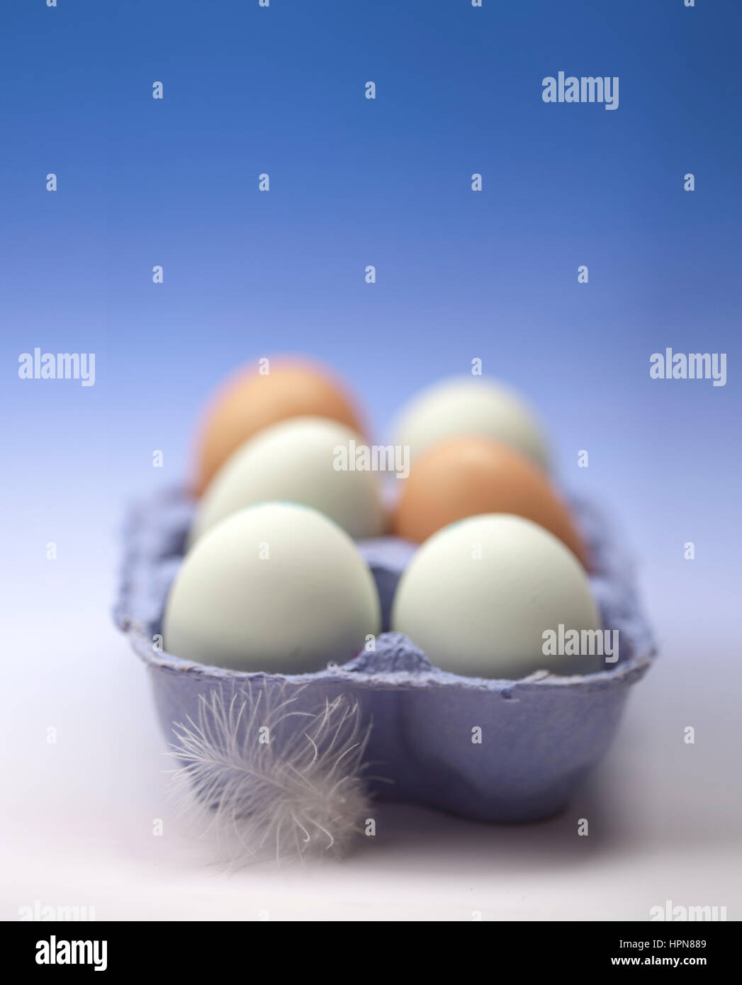 sechs bunten Eiern in blauen Eierkarton mit Feder im Vordergrund Stockfoto