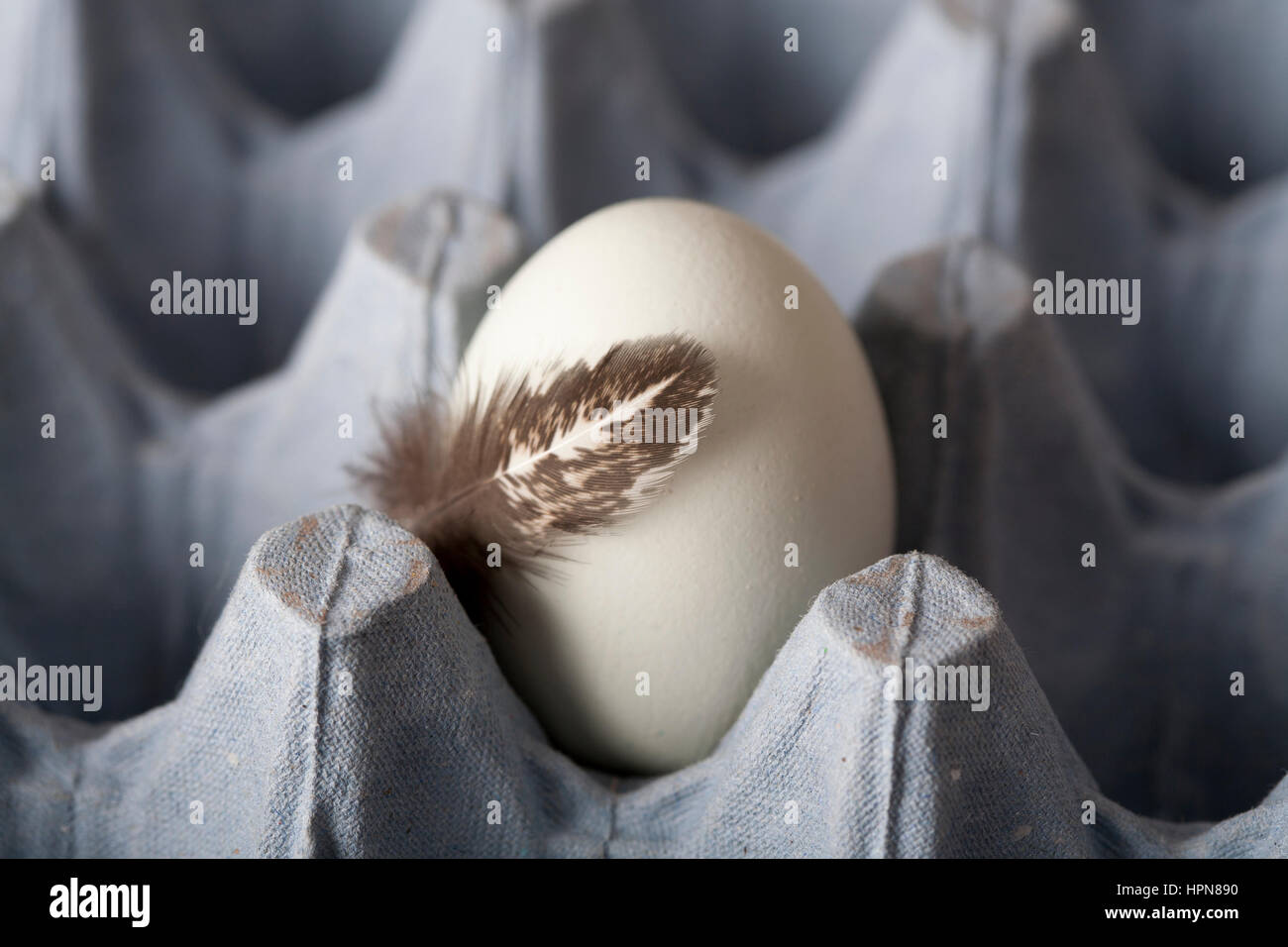 Einziges Ei auf blauen Eierbehälter mit Feder im Vordergrund Stockfoto