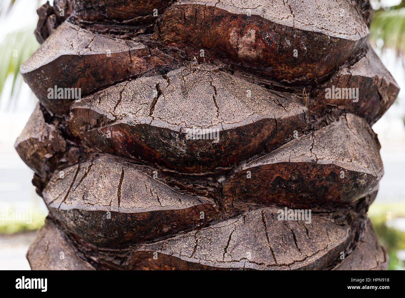 Palm-Baum-Rinde Stockfoto