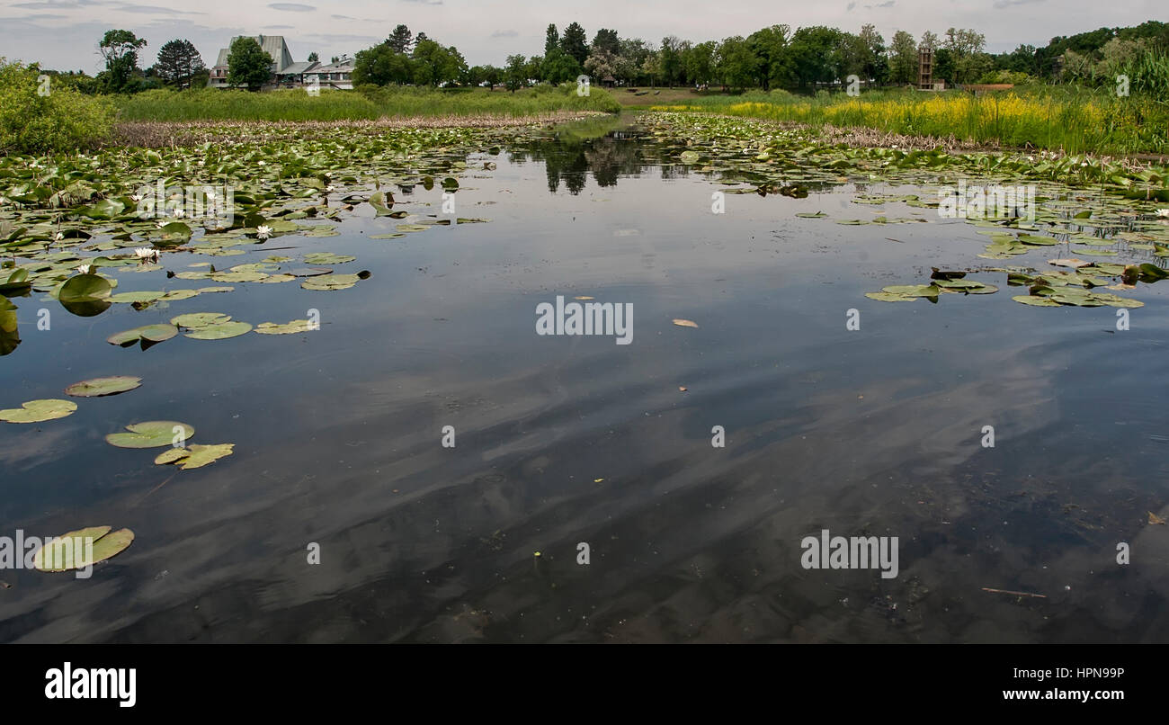 Kleiner Teich mit Wasser Lillys, Serbien Stockfoto