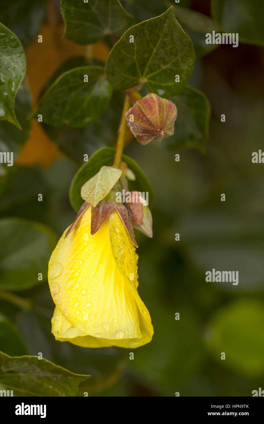 Native Hibiskus. Das gebürtige Hibiscus ist eine australische einheimische Pflanze hat eine schöne gelbe Hibiskus-wie Blume und einen mittlerer Größe Strauch bildet. Stockfoto