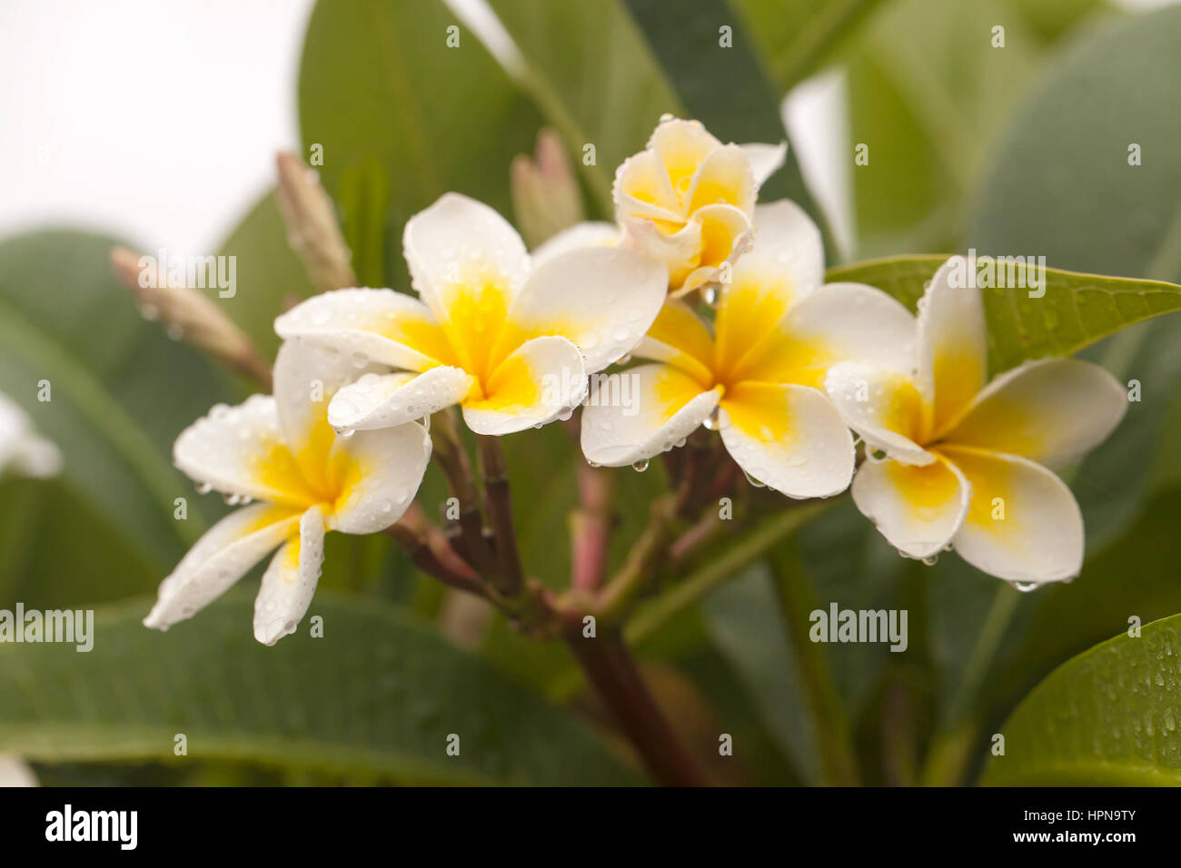 Australische Frangipannis. Frangipannis sind an die Ostküste von Australien gefunden in vorstädtischen Gärten und öffentliche Räume gleichermaßen allgegenwärtig. Sie sind ein deli Stockfoto