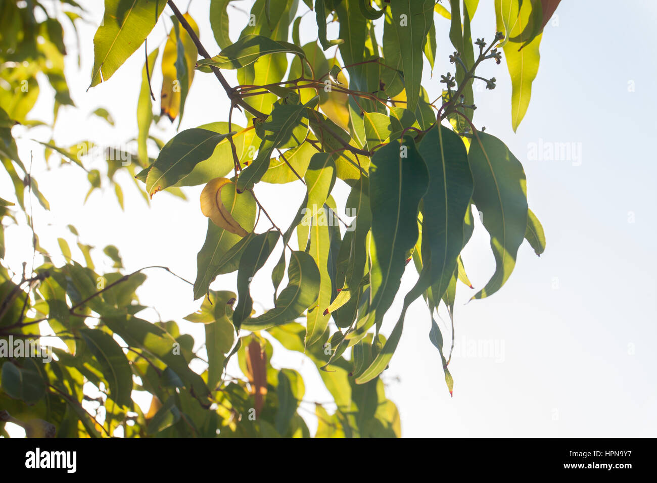 Hintergrundbeleuchtung auf Gum Blättern. So typisch für Sommer in Australien, ist die zarte neue Wachstum auf den Eukalyptusbäumen, Eukalyptusbäumen und dem Beginn des gu Stockfoto