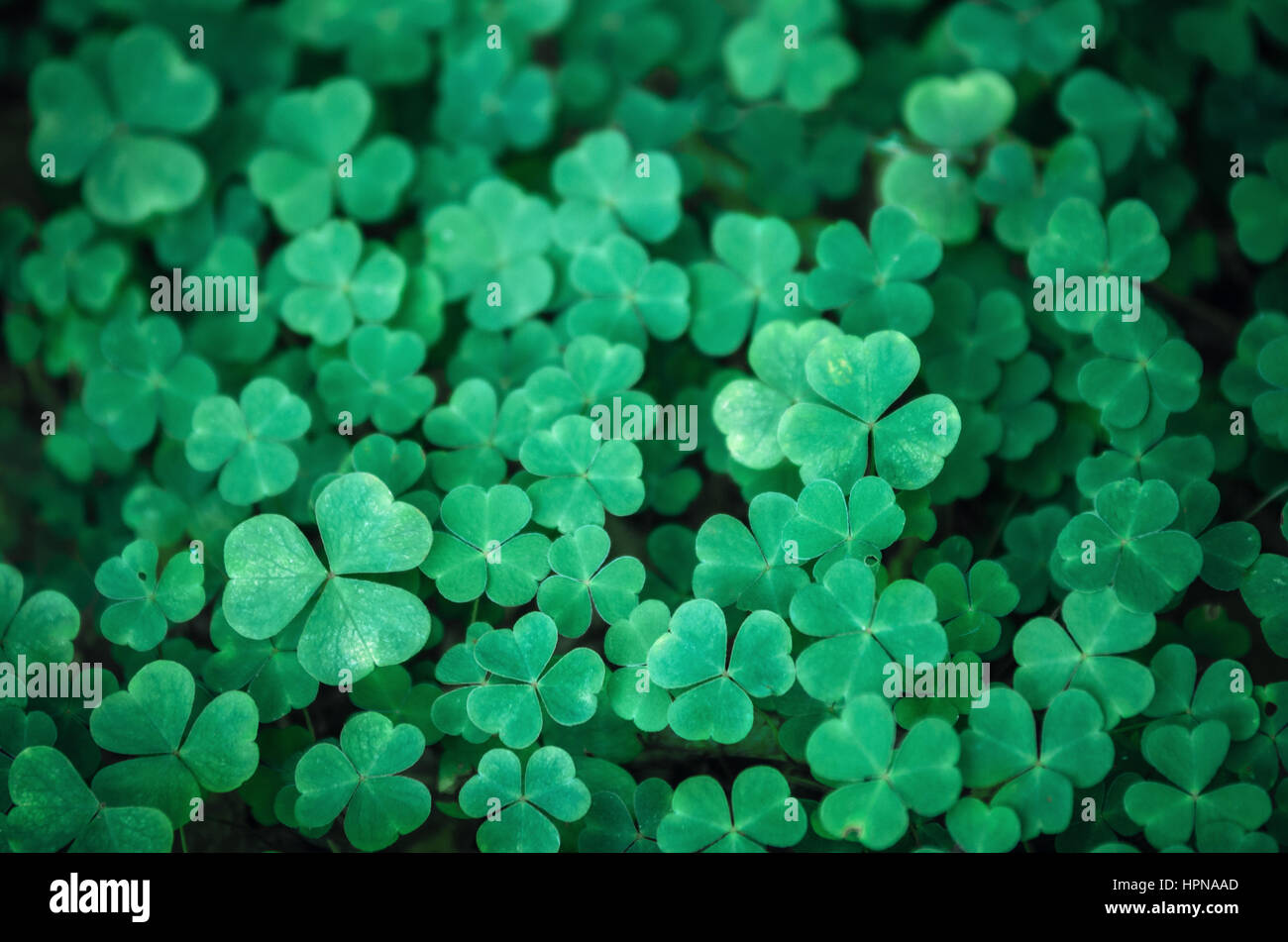 Bereich der grünen Klee Hintergrund. Kleeblätter drei Blatt. Tag des St. Patrick-Konzept Stockfoto
