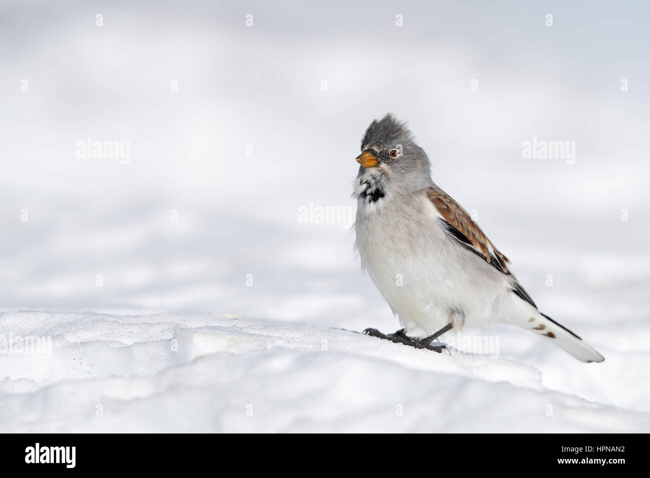 Weiß-winged Snowfinch, Schweizer Alpen Stockfoto