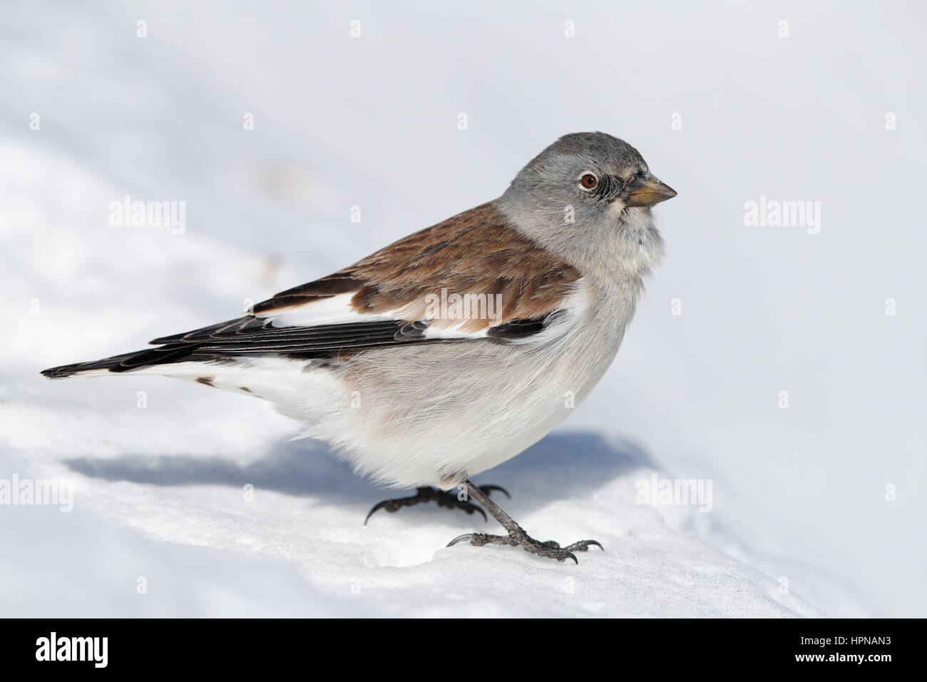 Weiß-winged Snowfinch, Schweizer Alpen Stockfoto