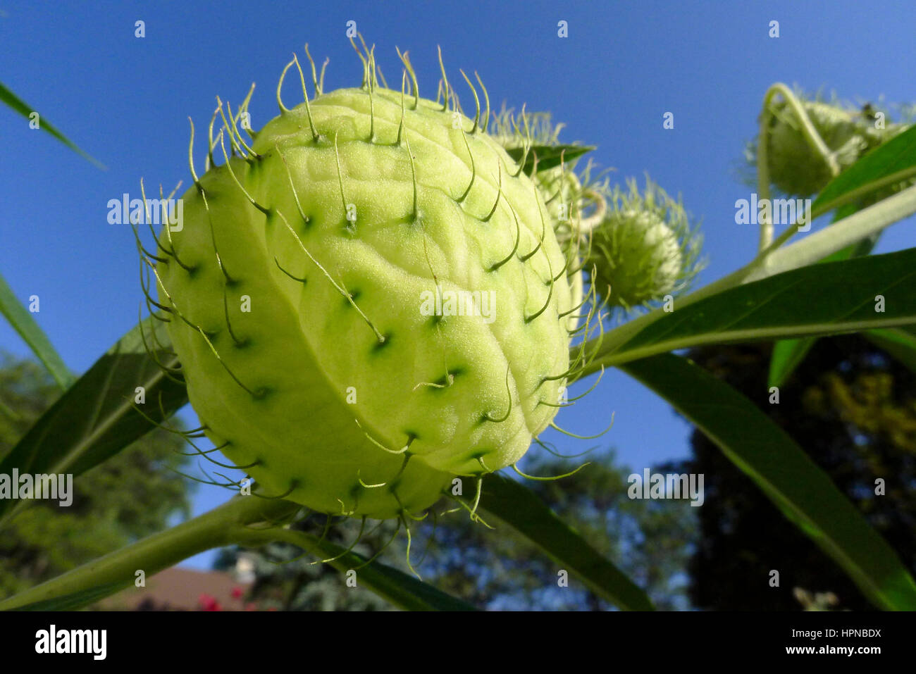 Die seltsame und ungewöhnliche aufgeblasen Samenkapseln von Gomphocarpus physocarpus auch bekannt als Ballon Pflanze, haarige Kugeln und Ballon Baumwolle Bush. Stockfoto