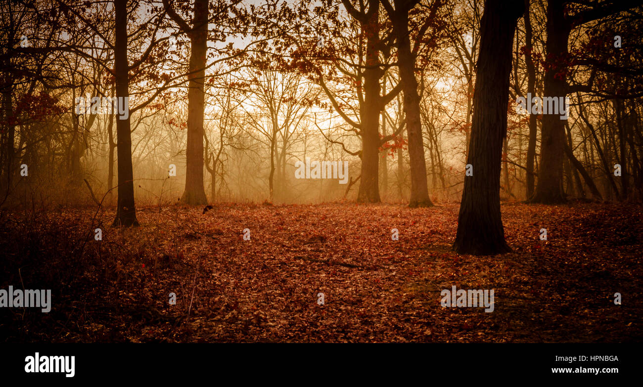 nebligen Morgen Stockfoto