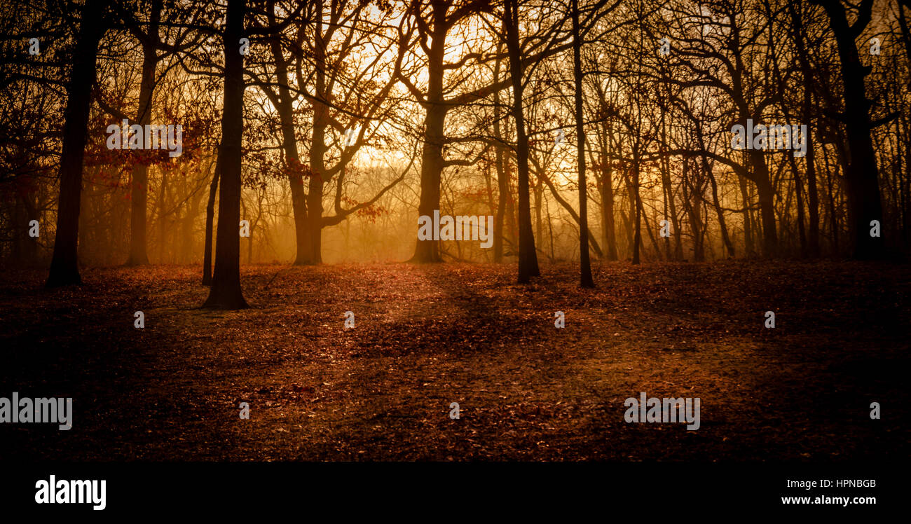 nebligen Morgen Stockfoto