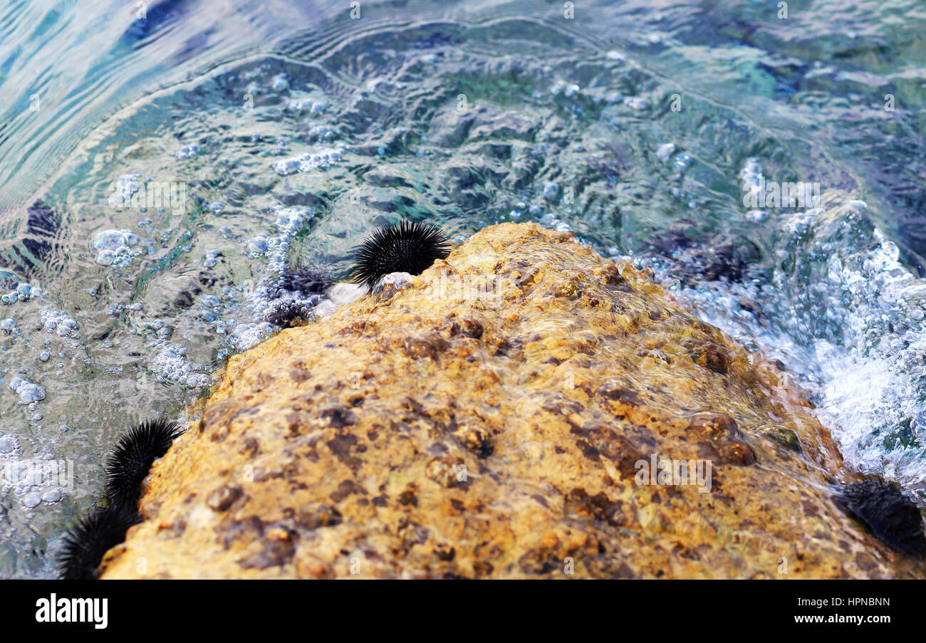 Schwarze Seeigel auf Stein im Wasser Stockfoto