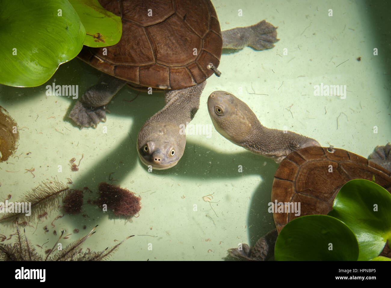 Rote Islands endemische Schlangenhalsschildkröten (Chelodina mccordi) an einem zugelassenen Ex-situ-Zuchtort in Jakarta, Indonesien. Stockfoto