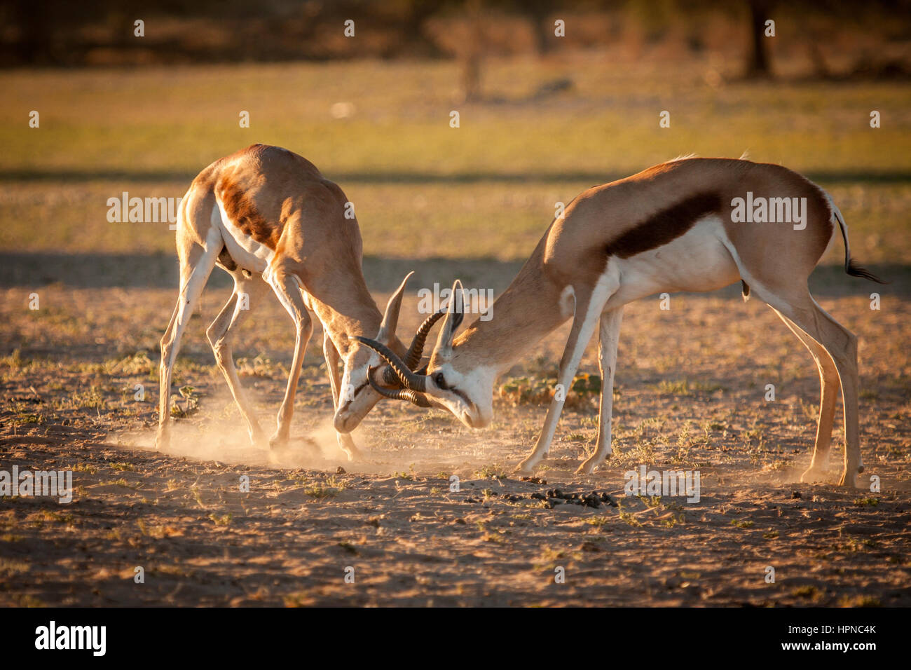 Zwei erwachsene Springbock Widder (Antidorcas marsupialis) Kampf um Territorium. Stockfoto
