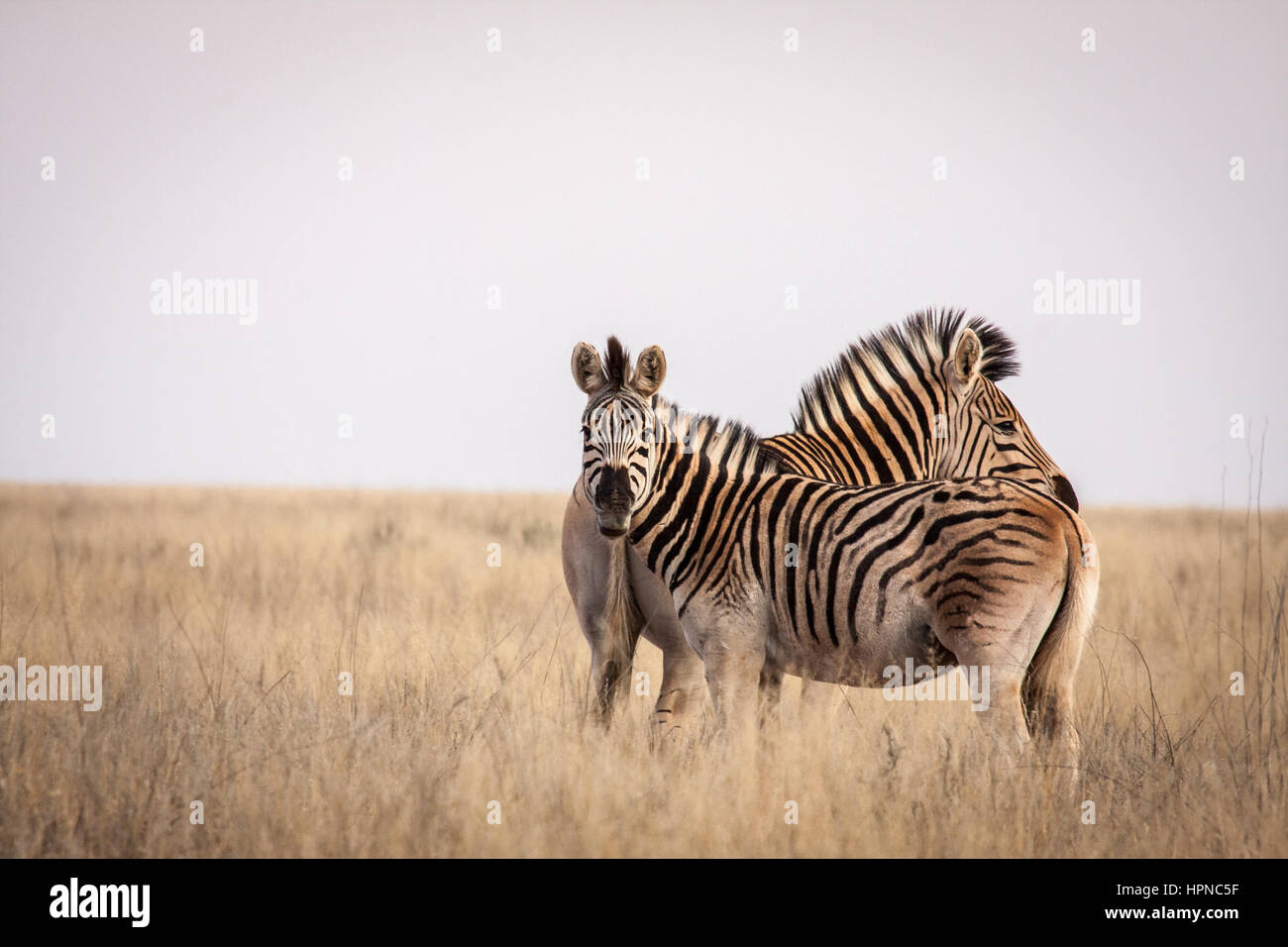 Zwei Zebra (Equus Quagga) auf einem Rasen im Mokala National Park im Northern Cape of South Africa Stockfoto