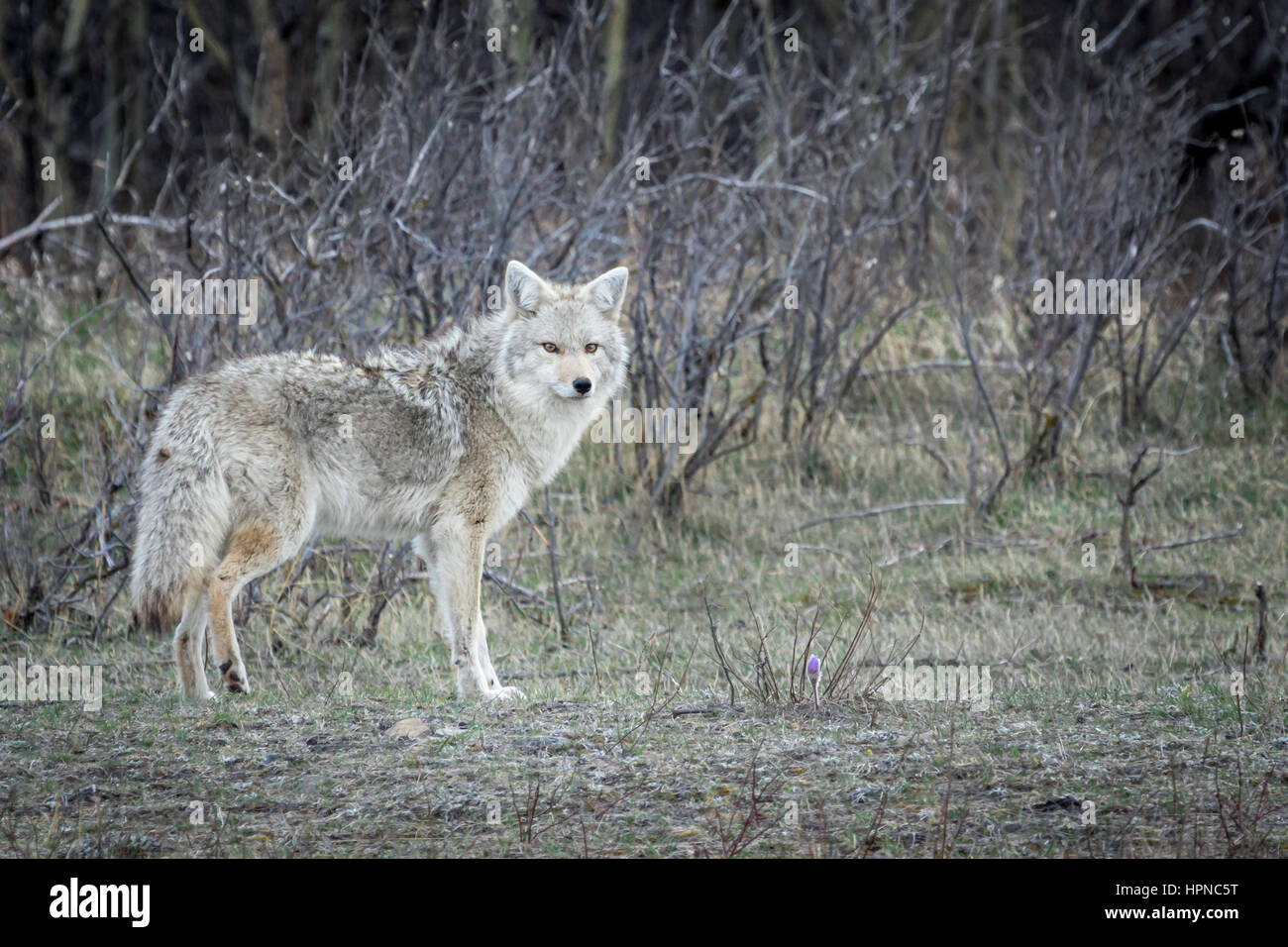 Erwachsenen Kojote (Canis Latrans) auf der Suche nach Beute auf einer Wiese Stockfoto
