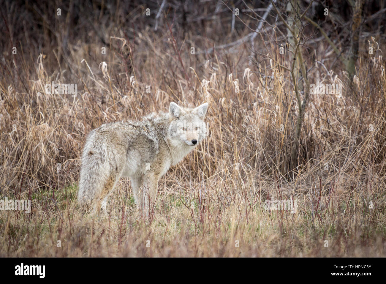 Erwachsenen Kojote (Canis Latrans) Jagd für Wühlmäuse in den frühen Morgenstunden. Stockfoto