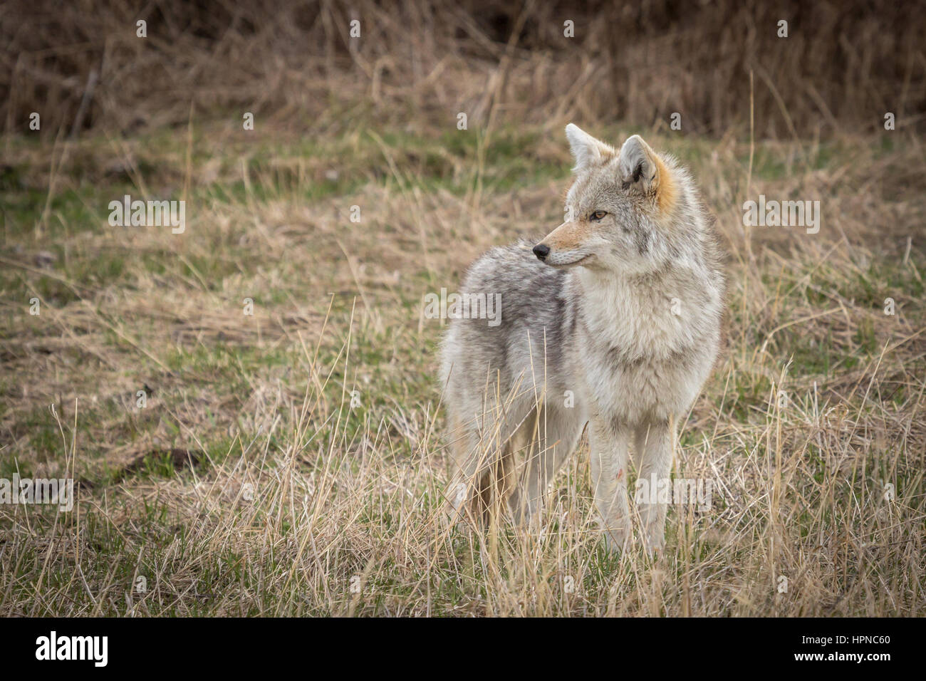 Erwachsenen Kojote (Canis Latrans) Scannen der Wiese für potentielle Beute Stockfoto