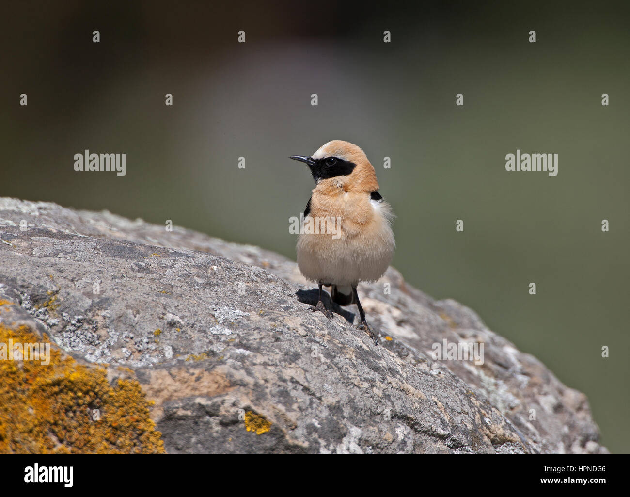 Männliche schwarze eared Steinschmätzer westlichen Rennen Oenanthe Hispanica Tarifa Andalusien Spanien Stockfoto